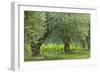 Italy, Umbria. Old olive trees line the edge of a vineyard.-Brenda Tharp-Framed Photographic Print