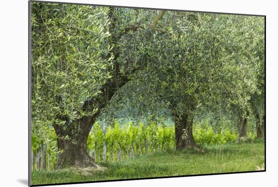 Italy, Umbria. Old olive trees line the edge of a vineyard.-Brenda Tharp-Mounted Photographic Print