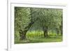 Italy, Umbria. Old olive trees line the edge of a vineyard.-Brenda Tharp-Framed Photographic Print