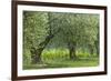 Italy, Umbria. Old olive trees line the edge of a vineyard.-Brenda Tharp-Framed Photographic Print