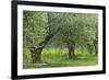 Italy, Umbria. Old olive trees line the edge of a vineyard.-Brenda Tharp-Framed Photographic Print