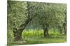 Italy, Umbria. Old olive trees line the edge of a vineyard.-Brenda Tharp-Mounted Photographic Print