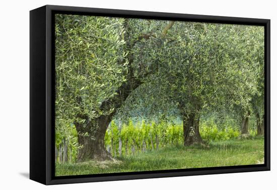 Italy, Umbria. Old olive trees line the edge of a vineyard.-Brenda Tharp-Framed Stretched Canvas