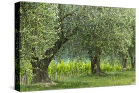 Italy, Umbria. Old olive trees line the edge of a vineyard.-Brenda Tharp-Stretched Canvas
