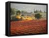 Italy, Umbria, Perugia District, Autumnal Vineyards Near Montefalco-Francesco Iacobelli-Framed Stretched Canvas