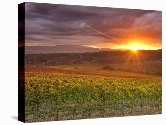 Italy, Umbria, Perugia District, Autumnal Vineyards Near Montefalco-Francesco Iacobelli-Stretched Canvas