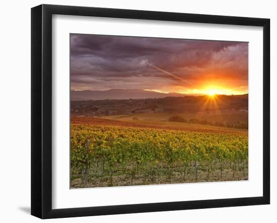 Italy, Umbria, Perugia District, Autumnal Vineyards Near Montefalco-Francesco Iacobelli-Framed Photographic Print