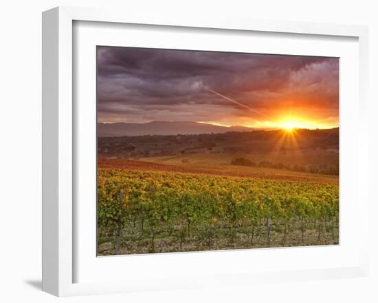 Italy, Umbria, Perugia District, Autumnal Vineyards Near Montefalco-Francesco Iacobelli-Framed Photographic Print