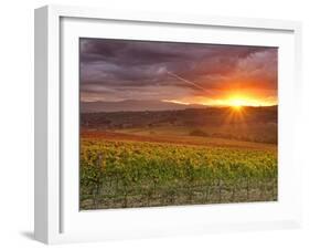 Italy, Umbria, Perugia District, Autumnal Vineyards Near Montefalco-Francesco Iacobelli-Framed Photographic Print