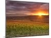 Italy, Umbria, Perugia District, Autumnal Vineyards Near Montefalco-Francesco Iacobelli-Mounted Photographic Print