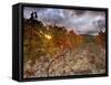 Italy, Umbria, Perugia District, Autumnal Vineyards Near Montefalco-Francesco Iacobelli-Framed Stretched Canvas