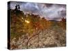 Italy, Umbria, Perugia District, Autumnal Vineyards Near Montefalco-Francesco Iacobelli-Stretched Canvas