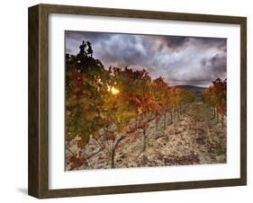 Italy, Umbria, Perugia District, Autumnal Vineyards Near Montefalco-Francesco Iacobelli-Framed Photographic Print