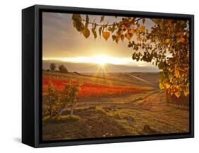 Italy, Umbria, Perugia District, Autumnal Vineyards Near Montefalco-Francesco Iacobelli-Framed Stretched Canvas