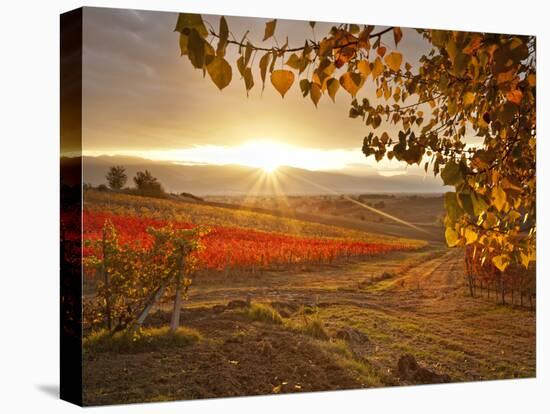 Italy, Umbria, Perugia District, Autumnal Vineyards Near Montefalco-Francesco Iacobelli-Stretched Canvas