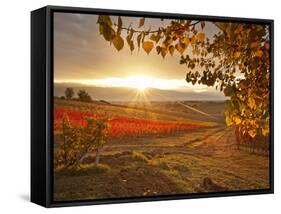 Italy, Umbria, Perugia District, Autumnal Vineyards Near Montefalco-Francesco Iacobelli-Framed Stretched Canvas