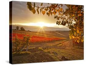 Italy, Umbria, Perugia District, Autumnal Vineyards Near Montefalco-Francesco Iacobelli-Stretched Canvas