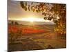 Italy, Umbria, Perugia District, Autumnal Vineyards Near Montefalco-Francesco Iacobelli-Mounted Photographic Print