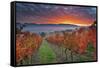 Italy, Umbria, Perugia District. Autumnal Vineyards Near Montefalco.-Francesco Iacobelli-Framed Stretched Canvas