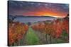 Italy, Umbria, Perugia District. Autumnal Vineyards Near Montefalco.-Francesco Iacobelli-Stretched Canvas