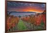 Italy, Umbria, Perugia District. Autumnal Vineyards Near Montefalco.-Francesco Iacobelli-Framed Photographic Print