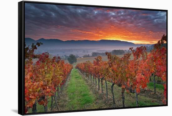 Italy, Umbria, Perugia District. Autumnal Vineyards Near Montefalco.-Francesco Iacobelli-Framed Stretched Canvas