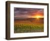 Italy, Umbria, Perugia District, Autumnal Vineyards Near Montefalco-Francesco Iacobelli-Framed Photographic Print