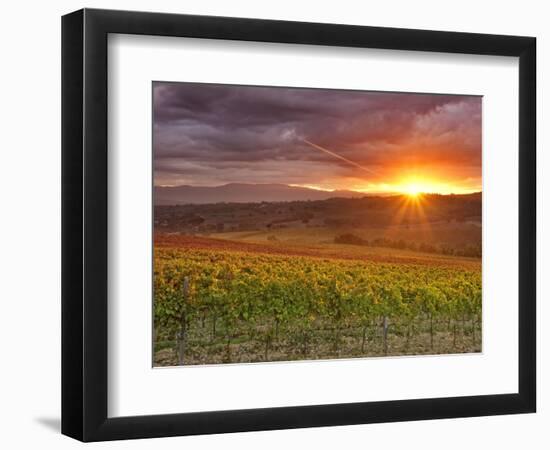 Italy, Umbria, Perugia District, Autumnal Vineyards Near Montefalco-Francesco Iacobelli-Framed Photographic Print