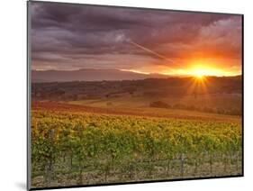 Italy, Umbria, Perugia District, Autumnal Vineyards Near Montefalco-Francesco Iacobelli-Mounted Photographic Print