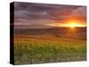 Italy, Umbria, Perugia District, Autumnal Vineyards Near Montefalco-Francesco Iacobelli-Stretched Canvas