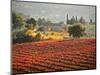 Italy, Umbria, Perugia District, Autumnal Vineyards Near Montefalco-Francesco Iacobelli-Mounted Photographic Print