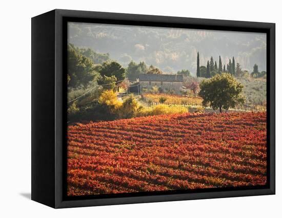 Italy, Umbria, Perugia District, Autumnal Vineyards Near Montefalco-Francesco Iacobelli-Framed Stretched Canvas