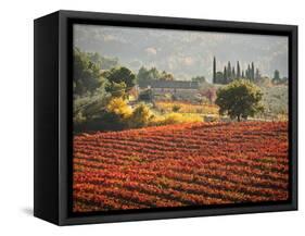 Italy, Umbria, Perugia District, Autumnal Vineyards Near Montefalco-Francesco Iacobelli-Framed Stretched Canvas