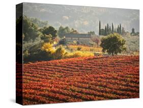 Italy, Umbria, Perugia District, Autumnal Vineyards Near Montefalco-Francesco Iacobelli-Stretched Canvas