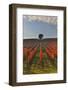 Italy, Umbria, Perugia District. Autumnal Vineyards Near Montefalco.-Francesco Iacobelli-Framed Photographic Print