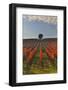 Italy, Umbria, Perugia District. Autumnal Vineyards Near Montefalco.-Francesco Iacobelli-Framed Photographic Print