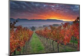 Italy, Umbria, Perugia District. Autumnal Vineyards Near Montefalco.-Francesco Iacobelli-Mounted Photographic Print