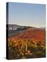 Italy, Umbria, Perugia District, Dawn over the Autumnal Vineyards Near Montefalco-Francesco Iacobelli-Stretched Canvas