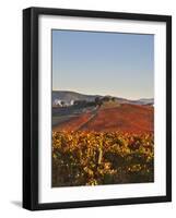 Italy, Umbria, Perugia District, Dawn over the Autumnal Vineyards Near Montefalco-Francesco Iacobelli-Framed Photographic Print