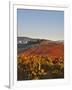 Italy, Umbria, Perugia District, Dawn over the Autumnal Vineyards Near Montefalco-Francesco Iacobelli-Framed Photographic Print