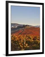 Italy, Umbria, Perugia District, Dawn over the Autumnal Vineyards Near Montefalco-Francesco Iacobelli-Framed Photographic Print