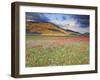 Italy, Umbria, Perugia District, Monti Sibillini Np, Norcia, Castelluccio-Francesco Iacobelli-Framed Photographic Print