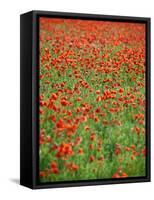 Italy, Umbria, Perugia District, Poppy Field-Francesco Iacobelli-Framed Stretched Canvas