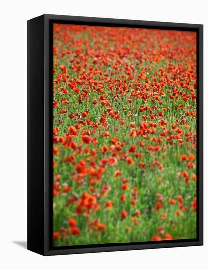 Italy, Umbria, Perugia District, Poppy Field-Francesco Iacobelli-Framed Stretched Canvas