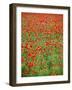 Italy, Umbria, Perugia District, Poppy Field-Francesco Iacobelli-Framed Photographic Print