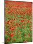 Italy, Umbria, Perugia District, Poppy Field-Francesco Iacobelli-Mounted Photographic Print