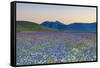 Italy, Umbria, Sunset in Castelluccio Di Norcia During Flowering-Andrea Pavan-Framed Stretched Canvas