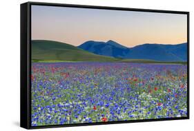 Italy, Umbria, Sunset in Castelluccio Di Norcia During Flowering-Andrea Pavan-Framed Stretched Canvas