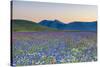 Italy, Umbria, Sunset in Castelluccio Di Norcia During Flowering-Andrea Pavan-Stretched Canvas