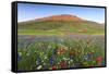 Italy, Umbria, Sunset in Castelluccio Di Norcia During Flowering-Andrea Pavan-Framed Stretched Canvas